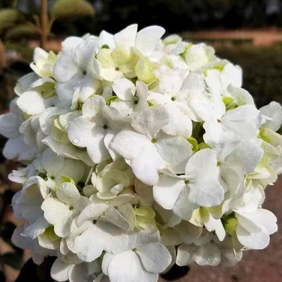 Old Fashion Snowball Viburnum Plant Live in 4 Inc Potted, 6 Inc to 12 Inc Tall, Viburnum Bush Plant Pot