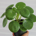 2 Pilea Peperomioides Plants, Pilea Peperomioides Tree Plants Indoor, Peperomioides House Plants Live No Pot for Planting