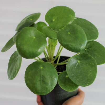 2 Pilea Peperomioides Plants, Pilea Peperomioides Tree Plants Indoor, Peperomioides House Plants Live No Pot for Planting