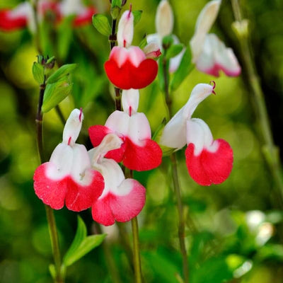 3 Bicolor Salvia Plants Live, Vibrant Sage Salvia Bushes 4-6'' Tall, Hardy Perennial Flowering Shrubs for Outdoor Garden