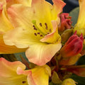 1-2 Ft Gold Yellow Rhododendron Plants Live Bush Shrubs in 1 Gallon Pot for Planting, Azalea Bush Ready Plant, Live Rhododendron Plant Azalea