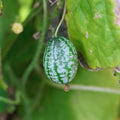Set 4 Cucamelon Plants Seedlings, Cucamelon Mini Cucumber Live Plant Gardening 3 to 6 Inc Tall Vegetable Plant, Easy to Plant