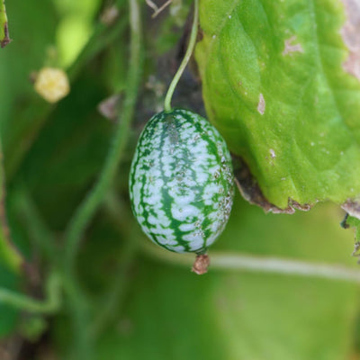 Set 4 Cucamelon Plants Seedlings, Cucamelon Mini Cucumber Live Plant Gardening 3 to 6 Inc Tall Vegetable Plant, Easy to Plant