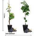 Grape Vine, 1-2 Year Old, Live Grape Fruit Plant Live, Cold Hardy Grape Tree
