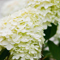 Random Viburnum Tree Live Plant Shrub in Pot, 8 Months Old Bush Ready to Grow Ready to Grow Outdoor Fragrant, 6-12"