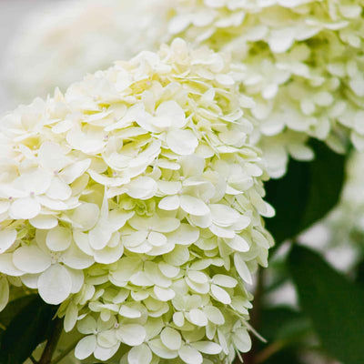 Random Viburnum Tree Live Plant Shrub in Pot, 8 Months Old Bush Ready to Grow Ready to Grow Outdoor Fragrant, 6-12"
