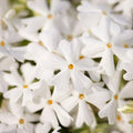 White Creeping Phlox, Starter Phlox Live Plant, Well Rooted, Creeping Perennial Ground Cover