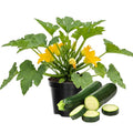 Set 2 Squash Plants Live for Planting, Green Zucchini Plants Live for Planting, Vegetable Plant 4 Inches Pot