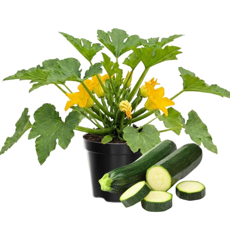 Set 2 Squash Plants Live for Planting, Green Zucchini Plants Live for Planting, Vegetable Plant 4 Inches Pot