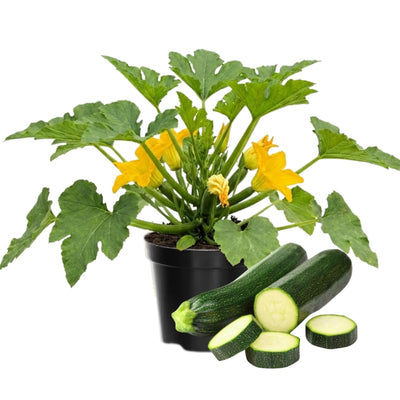 Set 2 Squash Plants Live for Planting, Green Zucchini Plants Live for Planting, Vegetable Plant 4 Inches Pot