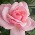 Pearly Gates Peachy Climbing Rose Live Plant, Can Grow As Rose Bushes Shrubs, Fragrant Ready to Plant, Starter Size, 5 to 10 Inc Tall, Dormant in Winter