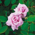 Pink Bloom Rose Bushes Shrubs Climbing Climber Live Plant, Pink Rose for Planting, Starter Size, 4 to 10 Inc Tall