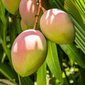 Grafted Mango Tree Live Plant, 14-18 Inch Tall, Mango Plant Live for Outdoor Planting, in Pot, Well-Rooted Tropical Fruit Tree
