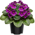 Purple African Violets Live Plants in Pots, Live African Violet Plants House Plant for Indoor Outdoor Décor, 4" Pot, Well-Rooted and Year-Round Blooming