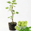 Sweet Gooseberry Plant, 5-7" Live Gooseberry Starter Plant in Soil, No Pot - Edible Berry Fruit Shrub, Cold Hardy Outdoor Garden Plant