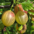 Gooseberry Plant Live, Gooseberry Bush Live Plant 5 to 9 Inch Tall, Gooseberry Fruit Tree