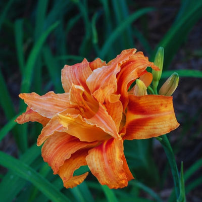 3 Double Orange Daylilies Perennial Bulbs, Daylily Bulbs for Planting, Perennial Flower Bulb