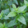 Set 4 Spearmint Plants, 4 to 7 Inch Tall Fresh Herb Starter Plant, Without Pot, Live Spearmint Plant for Patio and Garden, Culinary Herbs Fragrant Leaves