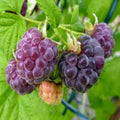 2 Raspberry Plants Live for Planting, Raspberry Trees Live Plants 4 to 9 Inches Tall, Sweet Berry Fruits Seedlings (Glencoe Thornless Raspberry)