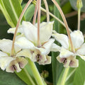 2 White Milkweed Plants Live Butterfly Asclepias Tuberosa, Wildflowers Perennial Bush, Swamp Common Plant, 5-9" in Tall, No Pot