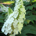 White Oakleaf Hydrangea Bush Plant Tree Live Flowering Shrub Hardy Starter Plant Size 5 to 11 Inches in Tall, White Color Blooms, Domant, Winter Hardy
