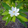 Sweetbay Magnolia Tree Live Plant, Laurel Magnolia Shrub Tree Live Plant in 2.5" Pot, 6-12 Inches