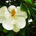 Southern Magnolia Tree Live Plant, White Magnolia Flowers Bush 6 to 12 Inches Height, Fragrant Magnolia Shrub