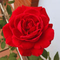Climbing Roses Live Plant, Climbing Rose Plant Live, 5 to 7'' Tall, Fragrant Flower Bush Plants for Gardening (Don Juan)