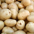 60 Yukon Potato Seeds for Growing Outdoors, True Potato Seeds Easy to Plant