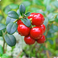 Red Cranberry Tree Live Plant, Low Bush Groundcover in 3 Inc Pot, Red Cranberries Trees Viburnum Plant, Edible Cranberry Tree Live for Planting