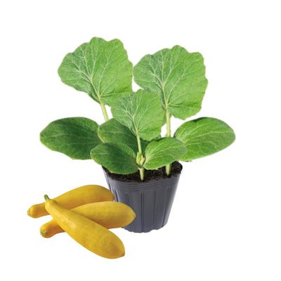 2 Squash Plants Live, 3 to 6 Inch Tall, Zucchini Plants Live, Yellow Squash Zucchini Seedlings, 4 Inch Pot