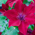 Clematis Vine Plant Live for Planting, Clematis Plants Live, 4 to 6 Inch Tall, 2.5 Inc Pot Well Rooted, Clematis Seeds Perennial, Red Clematis