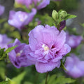 Lavender Rose of Sharon Plant Live 4 Inch Container, Hardy Hibiscus Plant Live for Planting, Althea Hibiscus Syriacus Flowers