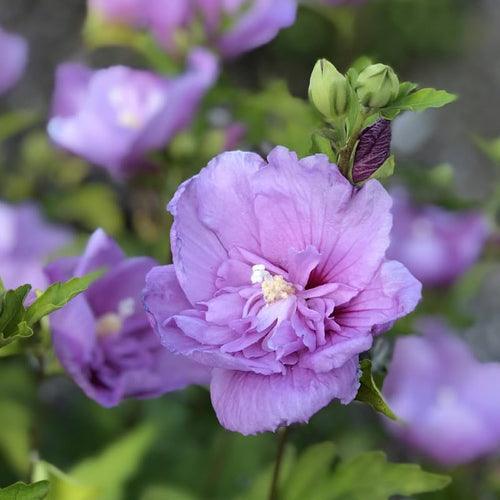 1 Lavender Rose of Sharon Plant Live 4 Inch Pot, Hardy Hibiscus Shrub with Vibrant Blooms, Althea Hibiscus Syriacus Flowers