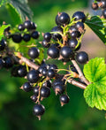 Black Currant Plant Live for Planting, Black Currant Bush Rooted, 1 Year Old Bare Root, Current Berries Ready to Grow