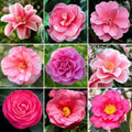 9 Months Old Camellia Tree Live Plant, Camellias Plants Shrub, Large Flower Well-Rooted in Pot, Indoor Outdoor, Cold Hardy (Pink)