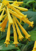 Yellow Climbing Honeysuckle Plant Live, Fragrant Honeysuckle Plants Vine Bushes in 2.5 Inch Pot