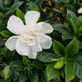 Gardenia Live Plant, White Flower Jasmine Gardenia Plant in 4 Inch Pot, White Gardenia Flower Live Plant, Fragrant Gardenia Plants Live Potted, Live Gardenia Jasmine Flower Starter Plant