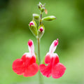 Set 4 Hot Lips Salvia Plants 4-7 Inches, Vibrant Red and White Salvia Flowers, Hardy Perennial for Garden and Landscape