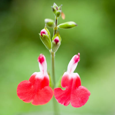 Set 4 Hot Lips Salvia Plants 4-7 Inches, Vibrant Red and White Salvia Flowers, Hardy Perennial for Garden and Landscape