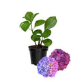 Deep Purple Blue to Red Pink Flower Hydrangea Plant Live 4" Pot, Hydrangea Shrub Flower Plants for Outdoor or Indoor Planting, Change Color Perennial Plant