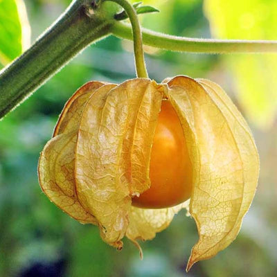 Cape Gooseberry Live Plant, 7-10" Tall in 4 Inch Pot, Sweet Golden Berry Fruit Plant for Garden