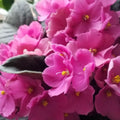 African Violets Plant Live in 4'' Pot, Fast-bloming Indoor Outdoot Flowering Plant with Vibrant Blooms (Blue African Violet)