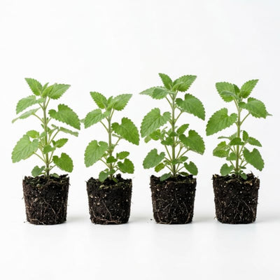 Set 4 Catnip Plants, 4-6 Inch Tall Live Catnip Starter Herbs, Easy to Grow Indoor Outdoor Herb Garden Plant, Plant in Soil, No Pot
