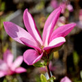 Jane Magnolia Tree Live Plant, Magnolia Plant Live 6 to 12 Inches Tall, in 2.5 Inches Pot, Pink Magnolia Bush Fragrant Magnolia Flowers