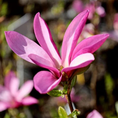 Jane Magnolia Tree Live Plant, Magnolia Plant Live 6 to 12 Inches Tall, in 2.5 Inches Pot, Pink Magnolia Bush Fragrant Magnolia Flowers