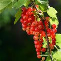 Red Currant Bush Live, Red Currant Plant Live 5-9 Inch Tall, Currant Berry Fruit Tree Well Rooted