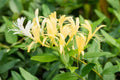 Scentsation Honeysuckle Vine Live Plant 2.5 Inc Pot, Fragrant, Starter Size 5-7 Inc Tall, Dormant in Winter