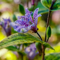 Dark Pink Purple Hardy Toad Lily Plant in 2.5 Inch Pot, Live Lily Plant Grow Indoor Outdoor
