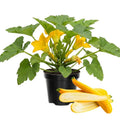 2 Yellow Zucchini Plants Live for Planting, Squash Plants Live for Planting, 4 to 6 Inches Tall